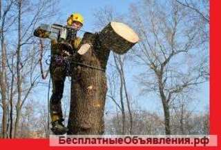 Спил деревьев, кустарников, веток, распилка