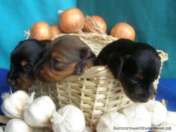 Такса щенки купить