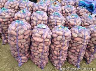 Молодой картофель оптом в Краснодарском крае, урожай 2018 года