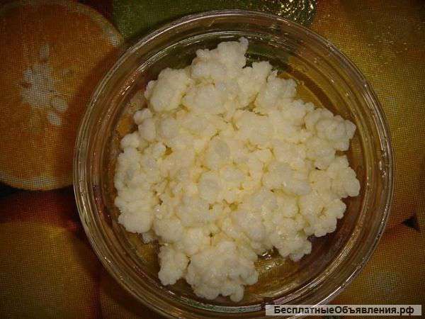 Тибетский молочный гриб