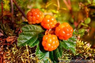 Заготовка морошки