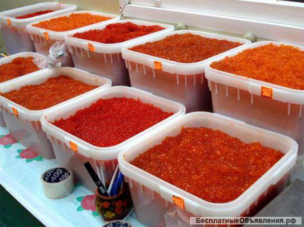 Красная икра путина 2014 доставка по всей России за 1день