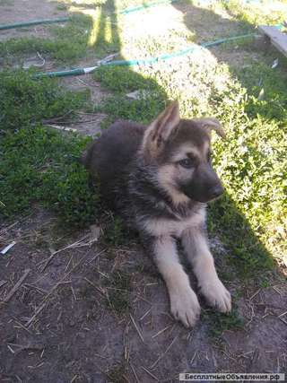 Щенки немецкой овчарки