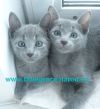 Котята породы русская голубая Шоу класса из питомника Blue Grace