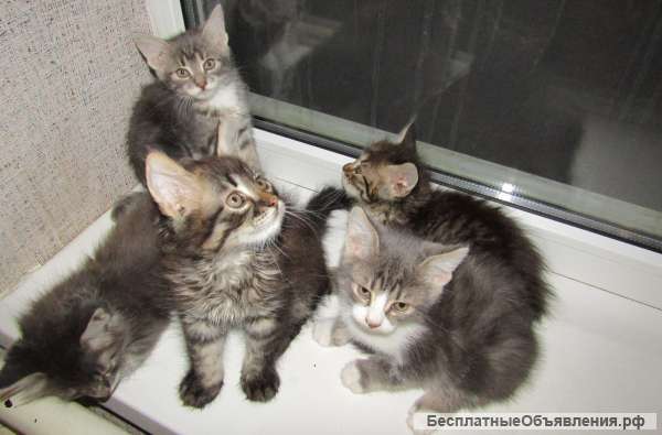 Трехмесячные котята-крысоловы ищут новый дом