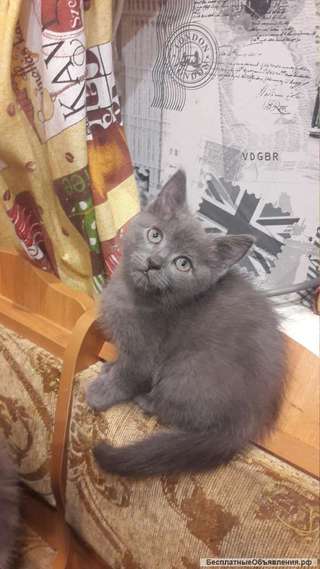 Котята-метисы