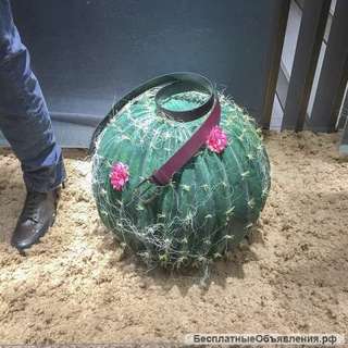 Бутафория для оформления витрин