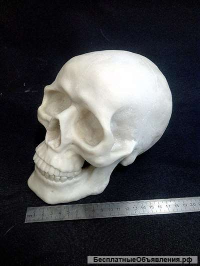 Череп из стеклопластика
