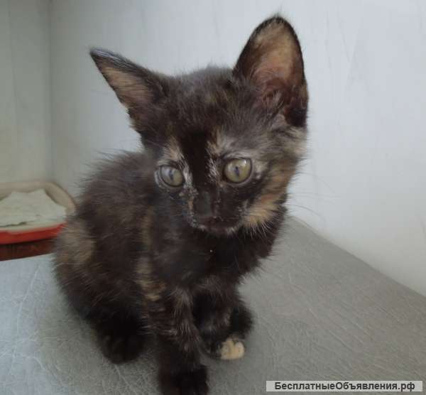 Подарю на счастье трехмастного котёнка