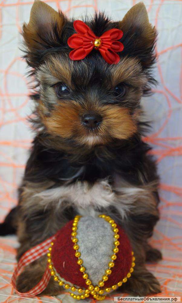 Щенки Йоркширского терьера мелкий стандарт