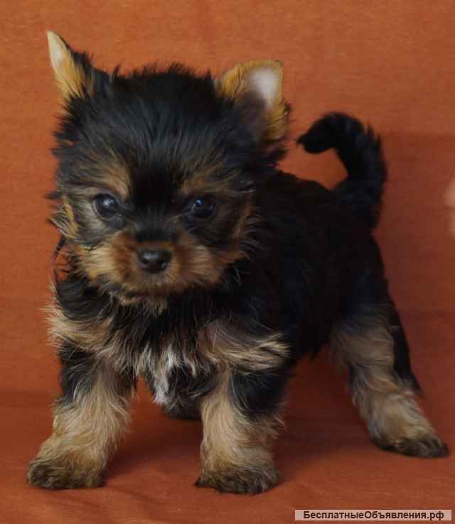 Щенки Йоркширского терьера мелкий стандарт
