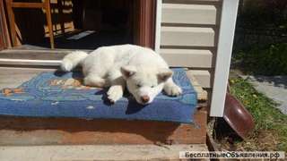 Щенки Акиты