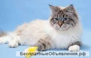 Стерилизация кошек. Кастрация котов. Удаление когтей у кошек