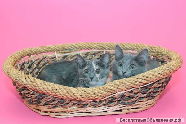 Кошки-сестры Лейла и Пеппи