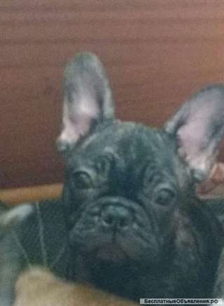 Малышку-француженка