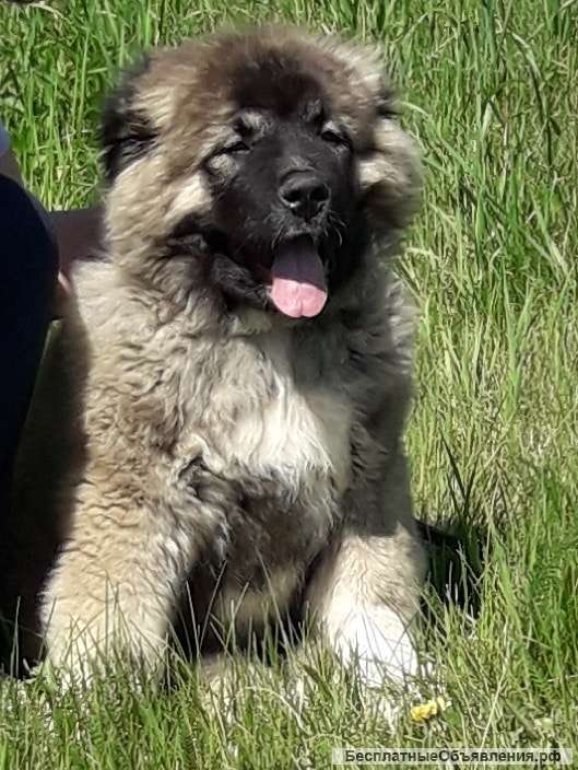 Шикарный кобель кавказкой овчатки