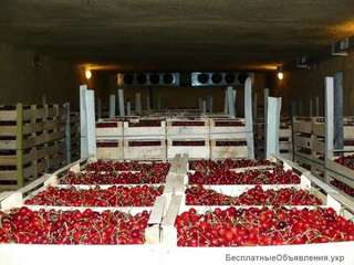 Разные сорта Черешни, Абрикос ОПТ от 1тонны