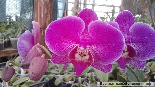 Комнатные растения и орхидеи