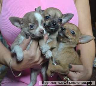 Щеночки чихуа