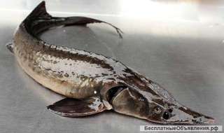 Живая, свежая, замороженная рыба и морепродукты с доставкой на дом