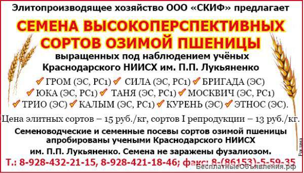 Элитные семена озимой пшеницы