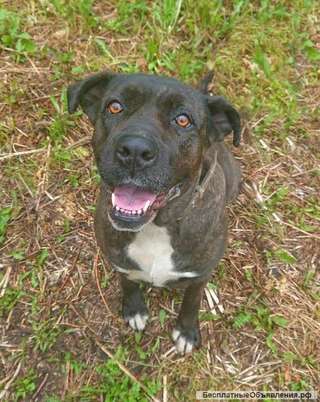 Кане корсо Мелна ищет семью