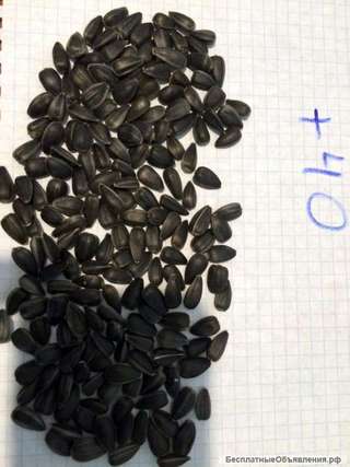 Семечка калиброванная