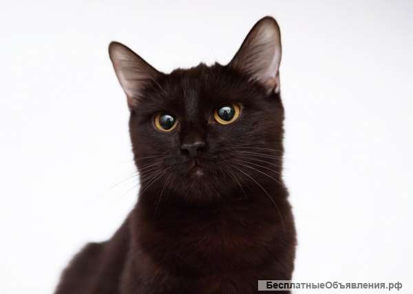Чёрная загадочная кошка Чара