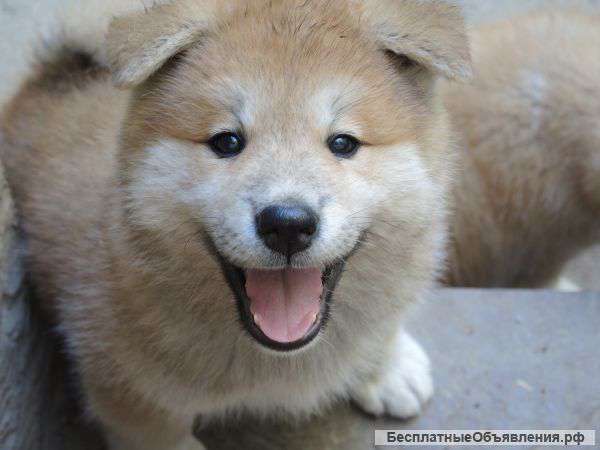 Акита-Ину
