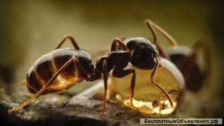 Муравьиная кислота FORMIC ACID 85%