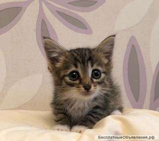 Крохотный котенок Лапсик