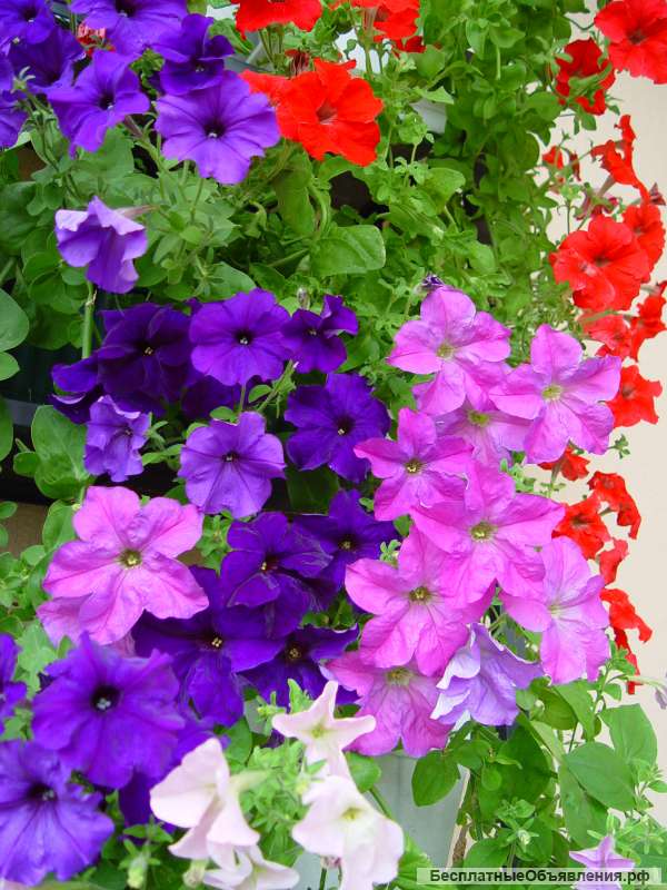 Петунья, рассада
