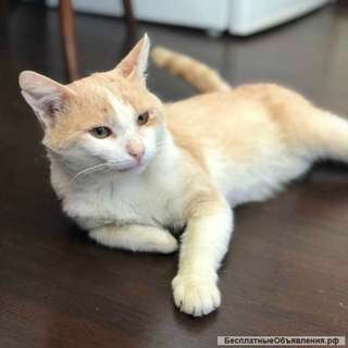 В добрые руки рыжий котик