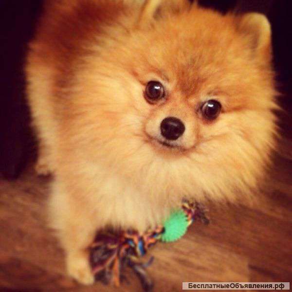 Щенки померанского шпица