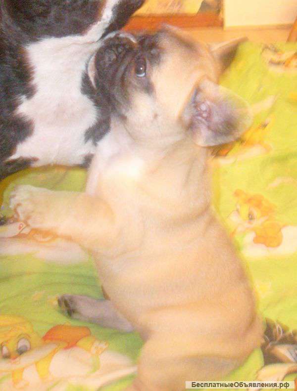 Щенки французского бульдога