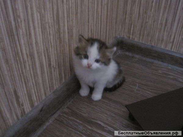 Котёнок в дар