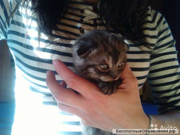 Британские котята