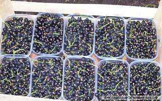 Черной смородины от производителя