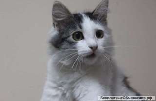 Котенок Кайли