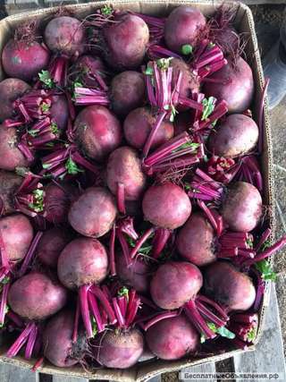 Свекла с фермерского хозяйства