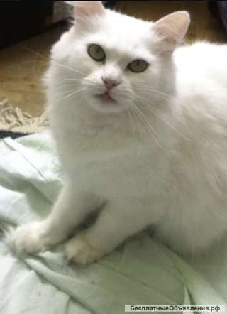 Шунечка Кошечка