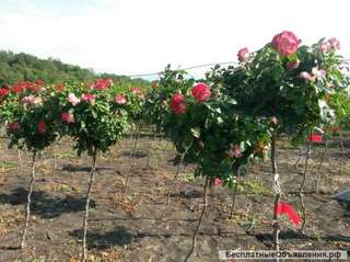 Окулировка