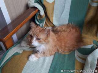 Кошка в добрые руки