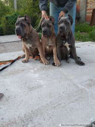 Щенки Кане корсо