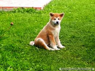 Японская акита самурайчики