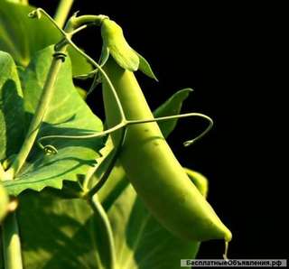 Семена Горох полевой (Пелюшка)