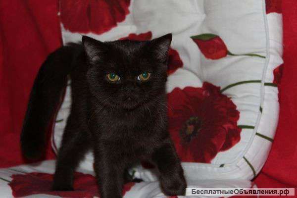 Британская шоколадная девочка-красавица