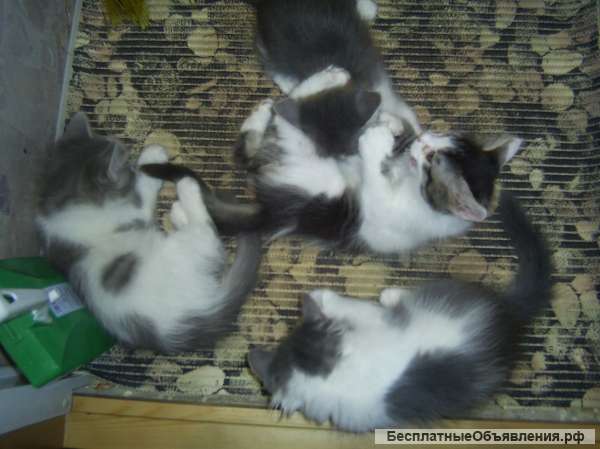Отдам котят в добрые руки