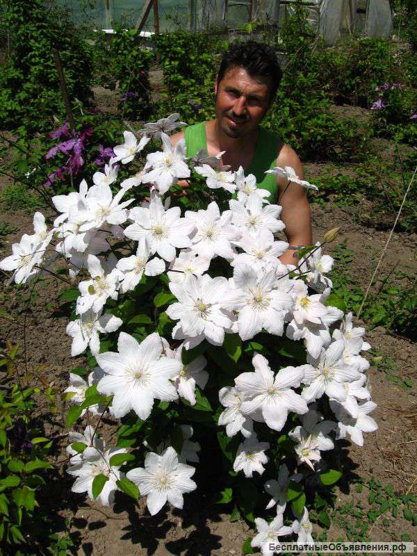 Клематисы