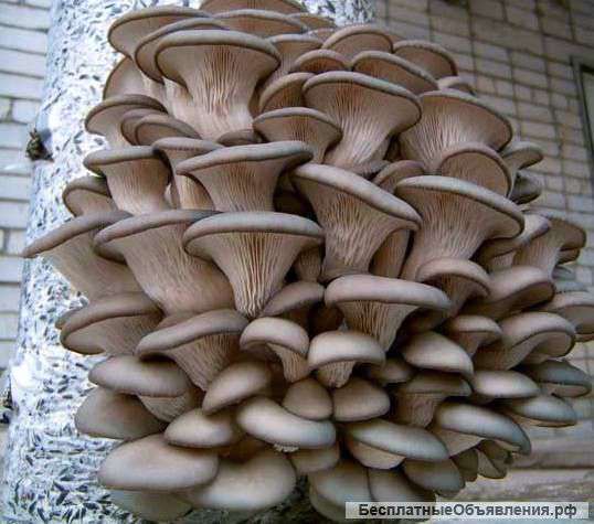 "Производитель ищет дилеров и агентов (ЦФО, ЮФО, СНГ) "